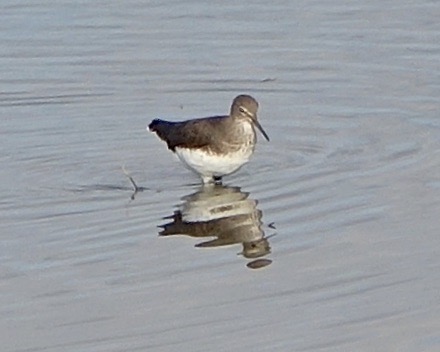 green sandpiper